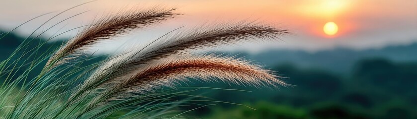Fototapeta premium Blowing in the wind with foliage over morning meadow concept. Beautiful grass swaying gently in the breeze at sunset.