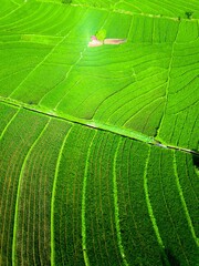 beautiful morning view panorama of indonesia agriculture industry rice fields with beautiful sky colors natural light