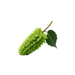 Fototapeta premium Vibrant Green Alder Cone with Leaf on white background