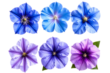    Set of blue mystical flowers, purple petunias, and violet flowers with a transparent background