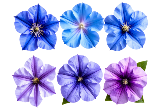    Set of blue mystical flowers, purple petunias, and violet flowers with a transparent background