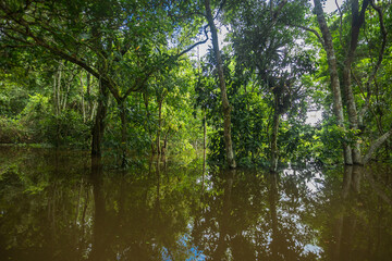 Flooded forests of the Amazon, trees in the middle of the Amazon River