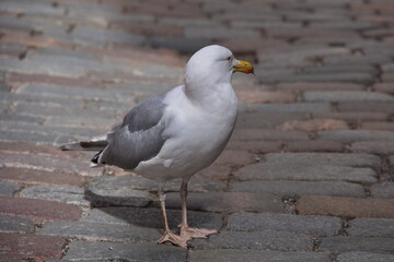 Portrait of seagull on the city street
