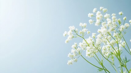 Delicate White Cow Parsley Flowers with Fine Umbels Against a Soft Blue Background