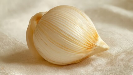 Delicate White Seashell with Subtle Stripes Resting on a Soft Fabric Surface in Natural Light