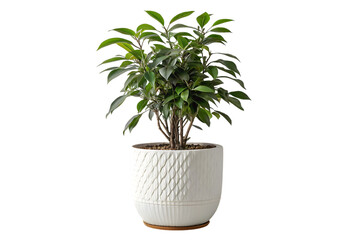 Obraz premium Ficus Microcarpa Plant in White Pot on Transparent Background, AI Generated 