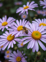 Obraz premium Bee, Flying on Flowers. closeup view. Slow-motion. purple violet daisy flowers