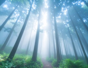 森の中の木漏れ日