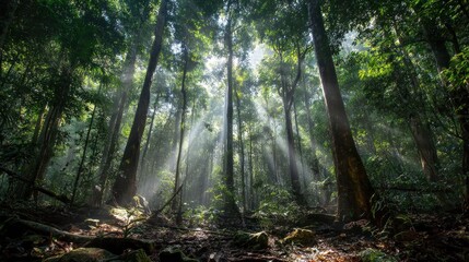 Obraz premium Sunlight filters through dense rainforest canopy