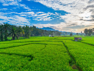 beautiful morning view panorama of indonesia agriculture industry rice fields with beautiful sky colors natural light