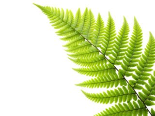  fresh green natural fern leaf corne isolated on white background. PNG
