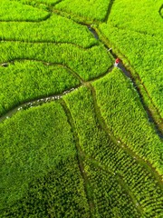 beautiful morning view panorama of indonesia agriculture industry rice fields with beautiful sky colors natural light