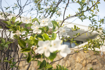 Beautiful flowers bloom in the wet summer of Surabaya