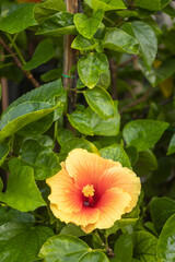 Beautiful flowers bloom in the wet summer of Surabaya