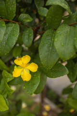 Beautiful flowers bloom in the wet summer of Surabaya