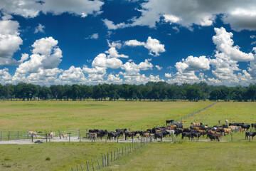 Free range milk cows grazing on farm pasture. Feeding of cattle on farmland grassland