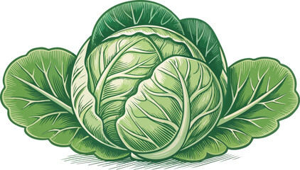 Brussels Sprout in white background vector design, Brussels Sprout Illustration vector design