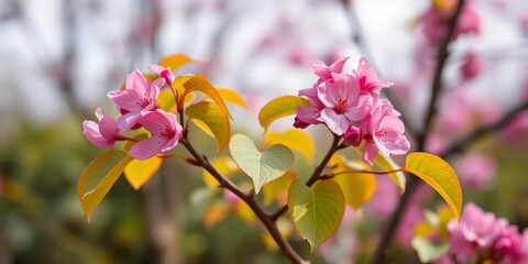 Fototapeta premium Isolated redbud tree, heart-shaped leaves, vibrant pink blossoms, spring renewal, petals, woodland