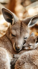 Fototapeta premium International Kangaroo Care Awareness Day Mother kangaroo cuddling joey in warm embrace, symbolizing maternal bond and wildlife affection