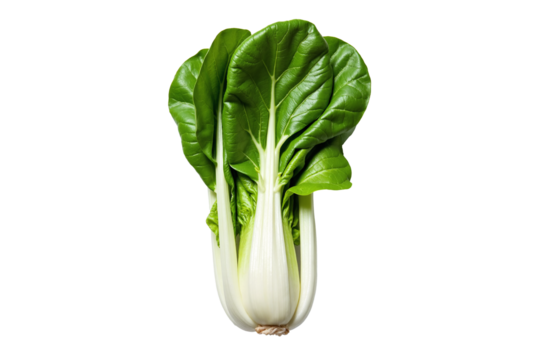 Fresh head of green bok choy, also known as pak choi or Chinese cabbage, a nutritious leafy vegetable ingredient common in Asian cuisine, isolated raw food against a transparent background