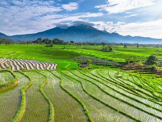 beautiful morning view panorama of indonesia agriculture industry rice fields with beautiful sky colors natural light