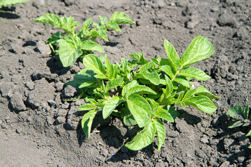 A young potato bush in a vegetable garden. Growing potatoes in a field on a farm.