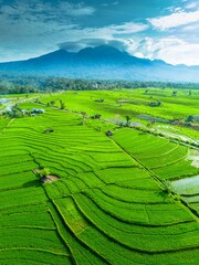 Obraz premium beautiful morning view panorama of indonesia agriculture industry rice fields with beautiful sky colors natural light