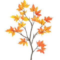 Maple branch with autumn leaves on transparent background