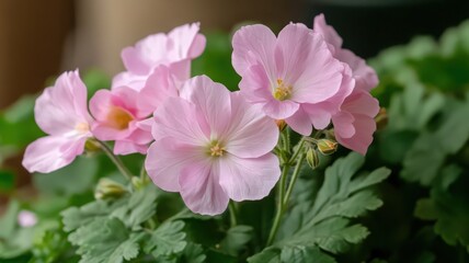Fototapeta premium Geranium With Bright Pink Blossoms Surrounded By Lush Green Leaves On A Neutral Background