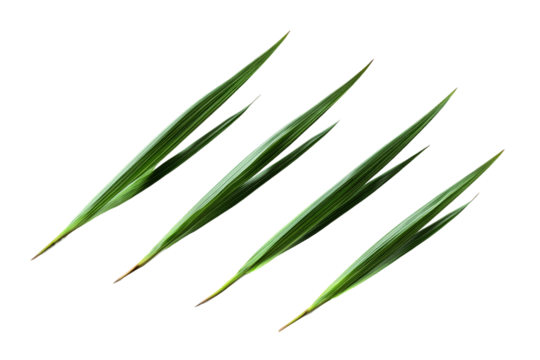 Four Green Leaves on Transparent Background, PNG
