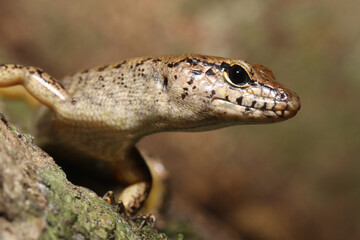 Yellow-blotched forest-skink (Eulamprus tigrinus/Concinnia tigrina)