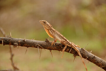 Agama lizard in the forest