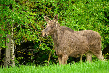 Elk  Moose close up ( Alces alces )