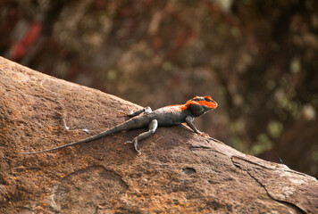 Agama lizard in the forest