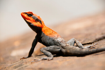 Agama lizard in the forest