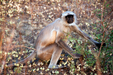 A langur monkey in forest