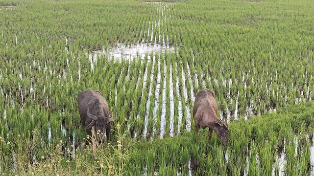 Water Buffalo Grazing in Green Rice Field Agriculture Landscape