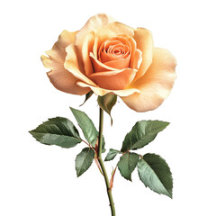 Elegant Peach Rose A Stunning Close-Up Photograph