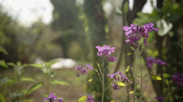 A bee-fly feeding on purple wildflowers in a softly lit forest clearing. The shallow depth of field highlights the insect and blossoms, creating a dreamy springtime atmosphere.
