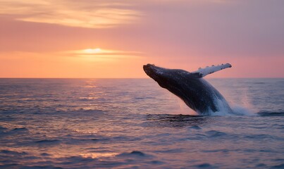 Fototapeta premium At sunset, the magnificent whale's plume rises above the ocean's surface, its water droplets illuminated by the sunlight. Generative AI