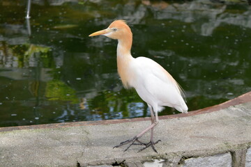 The western cattle egret (Ardea ibis) is a species of heron (family Ardeidae) found in the tropics, subtropics and warm temperate zones. 