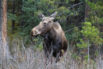 moose in the woods