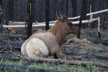 Elk Resting, Jasper National Park, Alberta