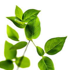 Obraz premium Vibrant Green Leaves Close-Up Photography of Lush Foliage