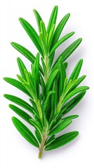 Obraz premium Vibrant Green Rosemary Sprig Isolated on White