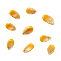 Close-up of Dried Yellow Corn Kernels Isolated on White Background