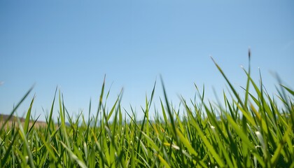 Fototapeta premium an expansive field of lush green grass under a clear blue sky