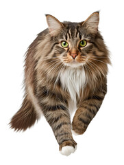 Obraz premium Norwegian Forest Cat captures a moment of agility in mid-jump, showcasing its thick fur and intense green eyes, with its bushy tail curving elegantly for balance