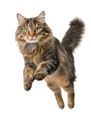 Obraz premium A Norwegian Forest Cat captures the moment of a mid-jump, all paws off the ground, flying elegantly with thick fur in soft focus and intense green eyes aimed forward