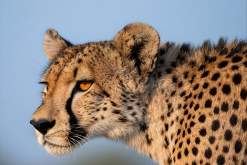 Fototapeta premium leopard in the tree